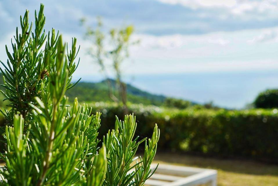 B&B Il Piccolo Paradiso Montenero  Eksteriør bilde
